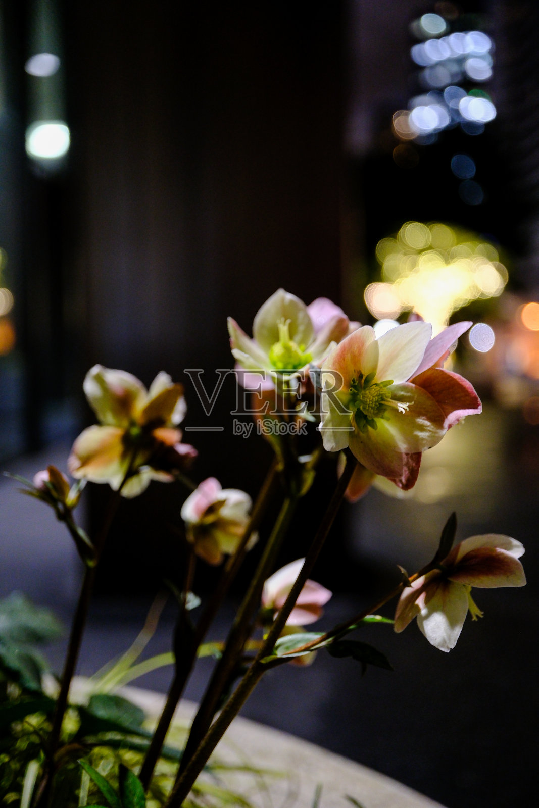 花照片摄影图片