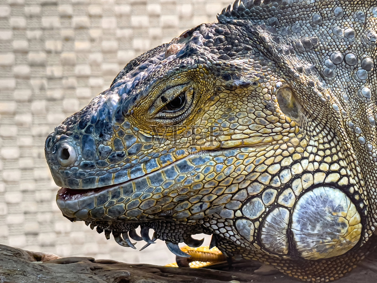 纹理美丽的鬣蜥特写，奇异的动物。照片摄影图片