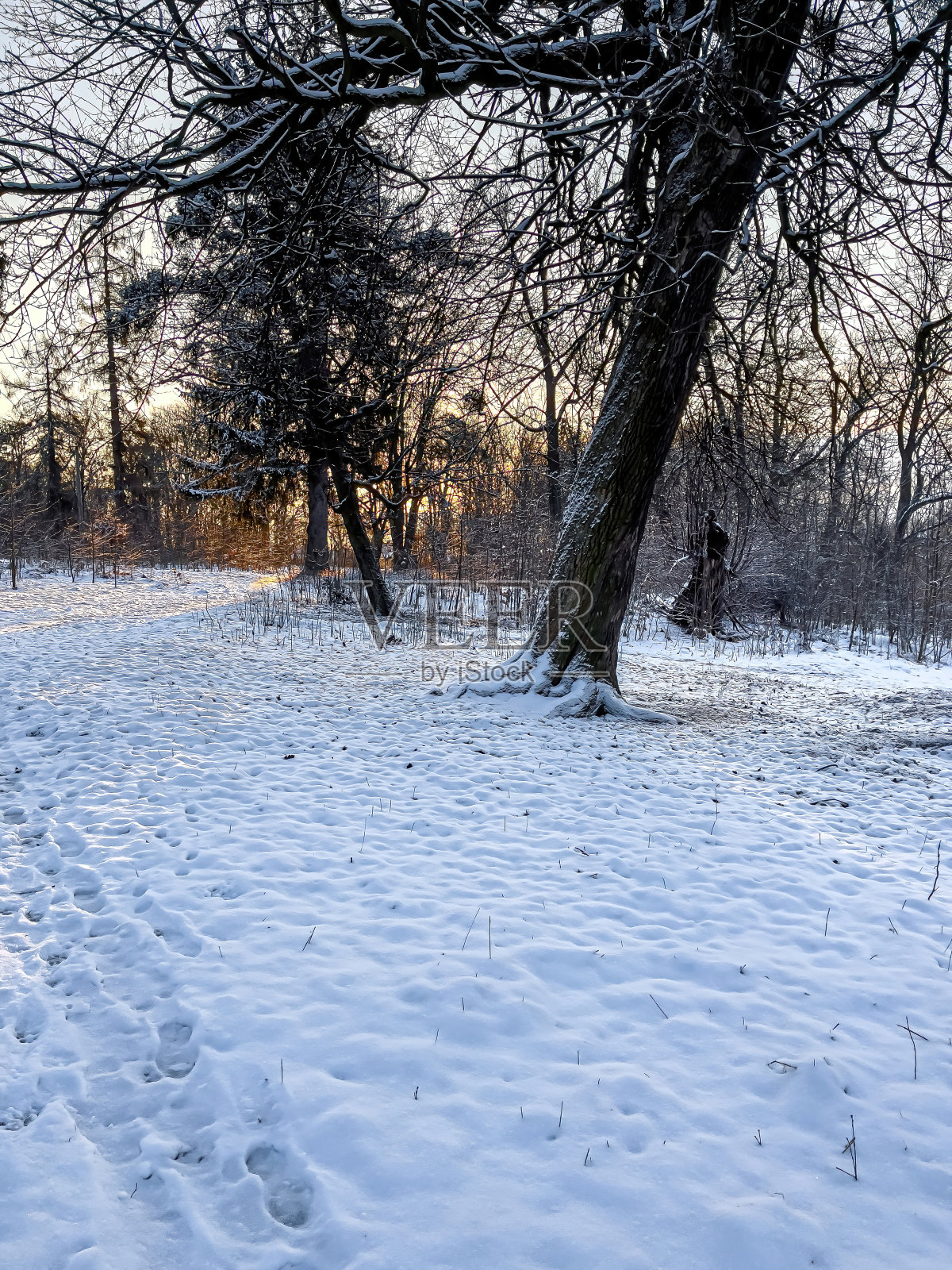 冬天的森林清晨日出。照片摄影图片