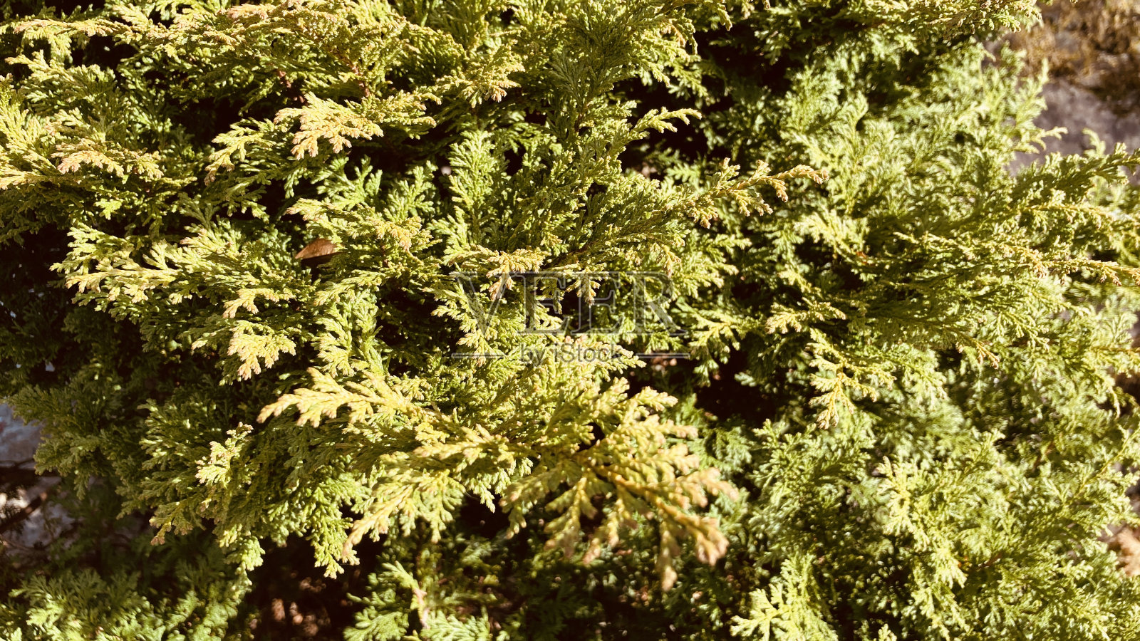 绿色照片摄影图片