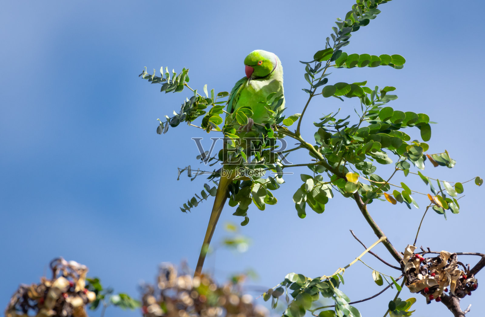 玫瑰环长尾小鹦鹉栖息在树上，在蓝天和阳光下梳妆。照片摄影图片