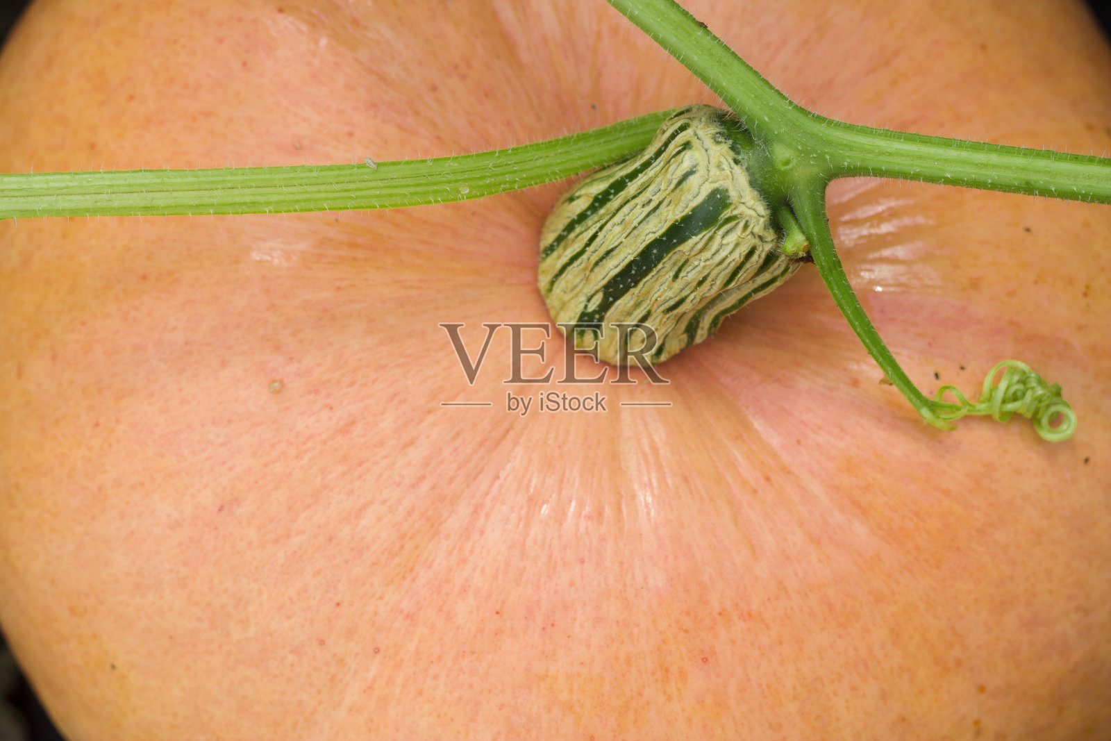 橙熟南瓜照片摄影图片