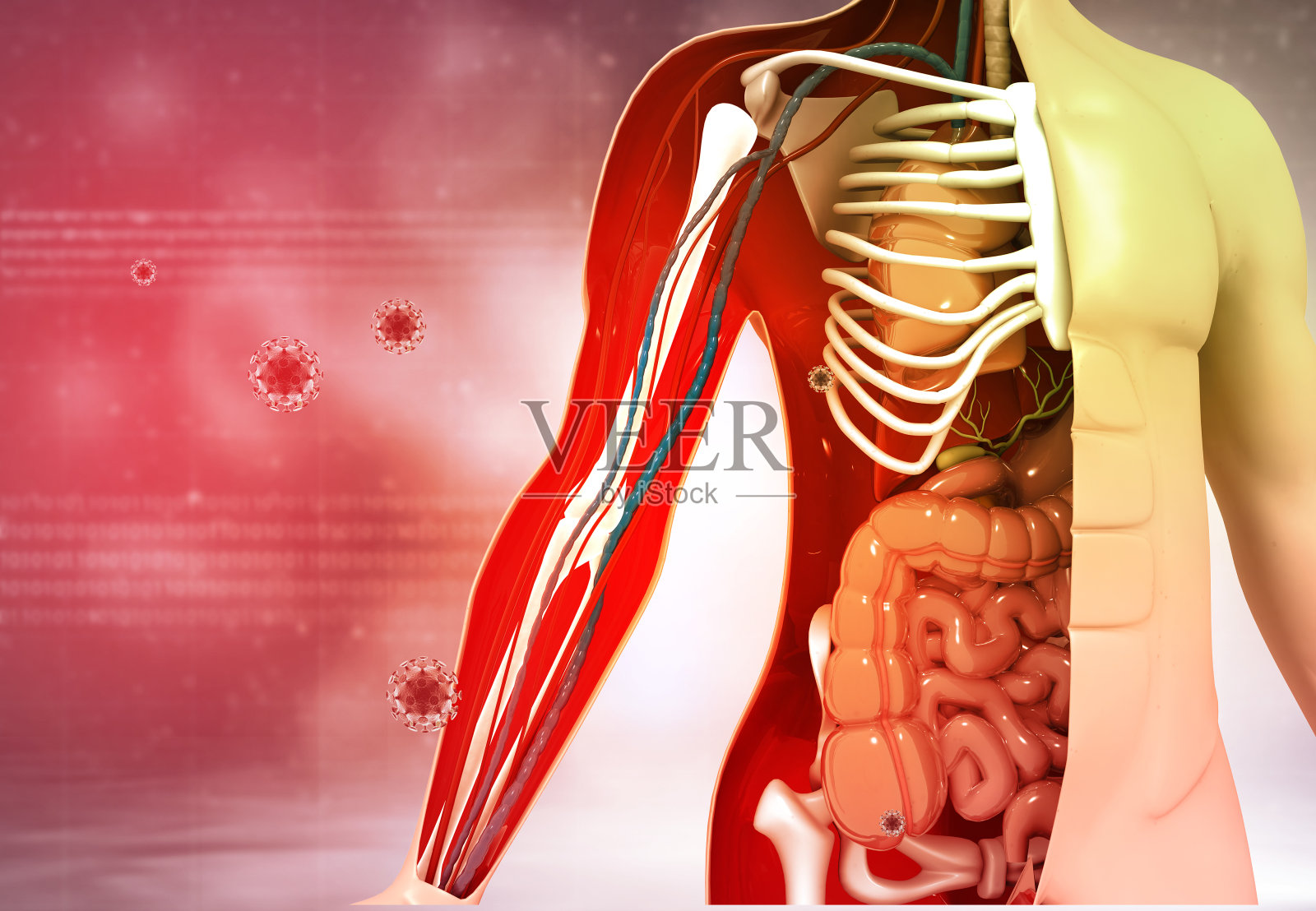 人体解剖学照片摄影图片