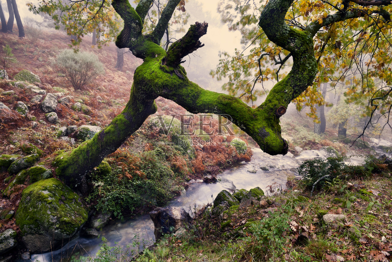 喉咙的划痕照片摄影图片