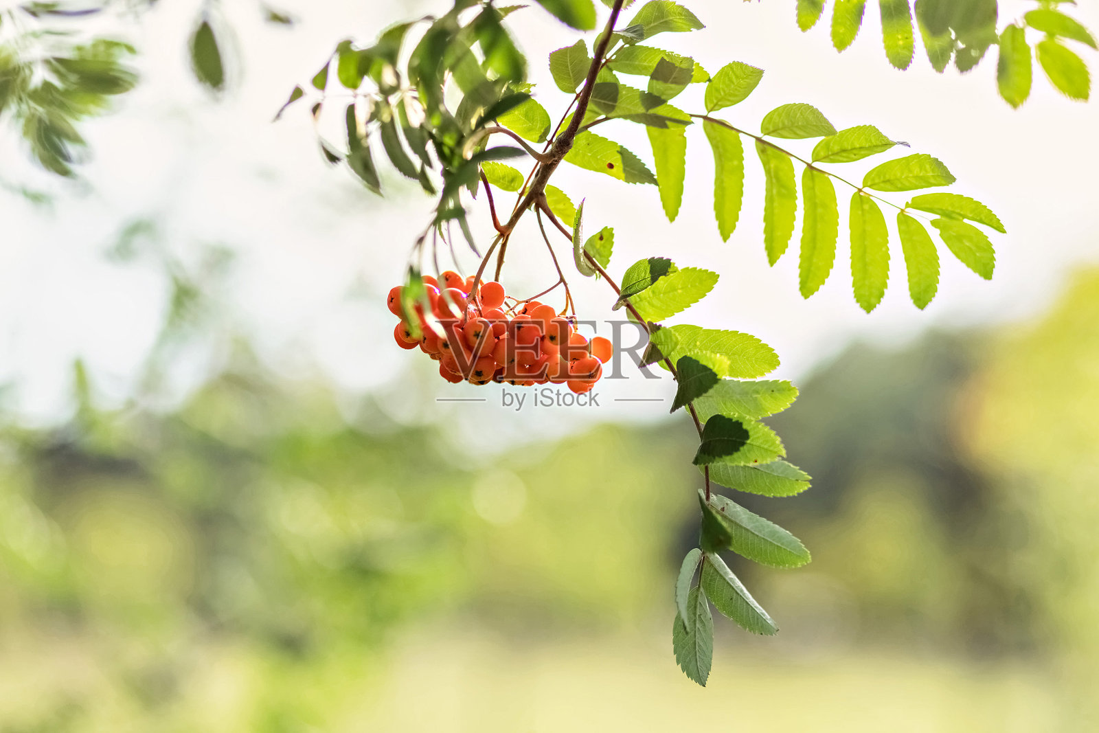 一堆红山白蜡树的果实。照片摄影图片
