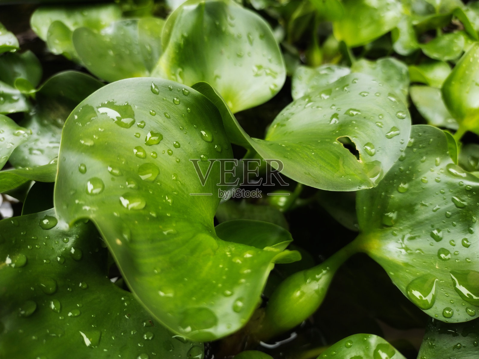水滴植物照片摄影图片