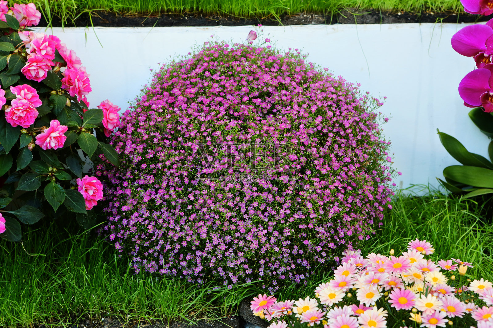 牛膝草照片摄影图片