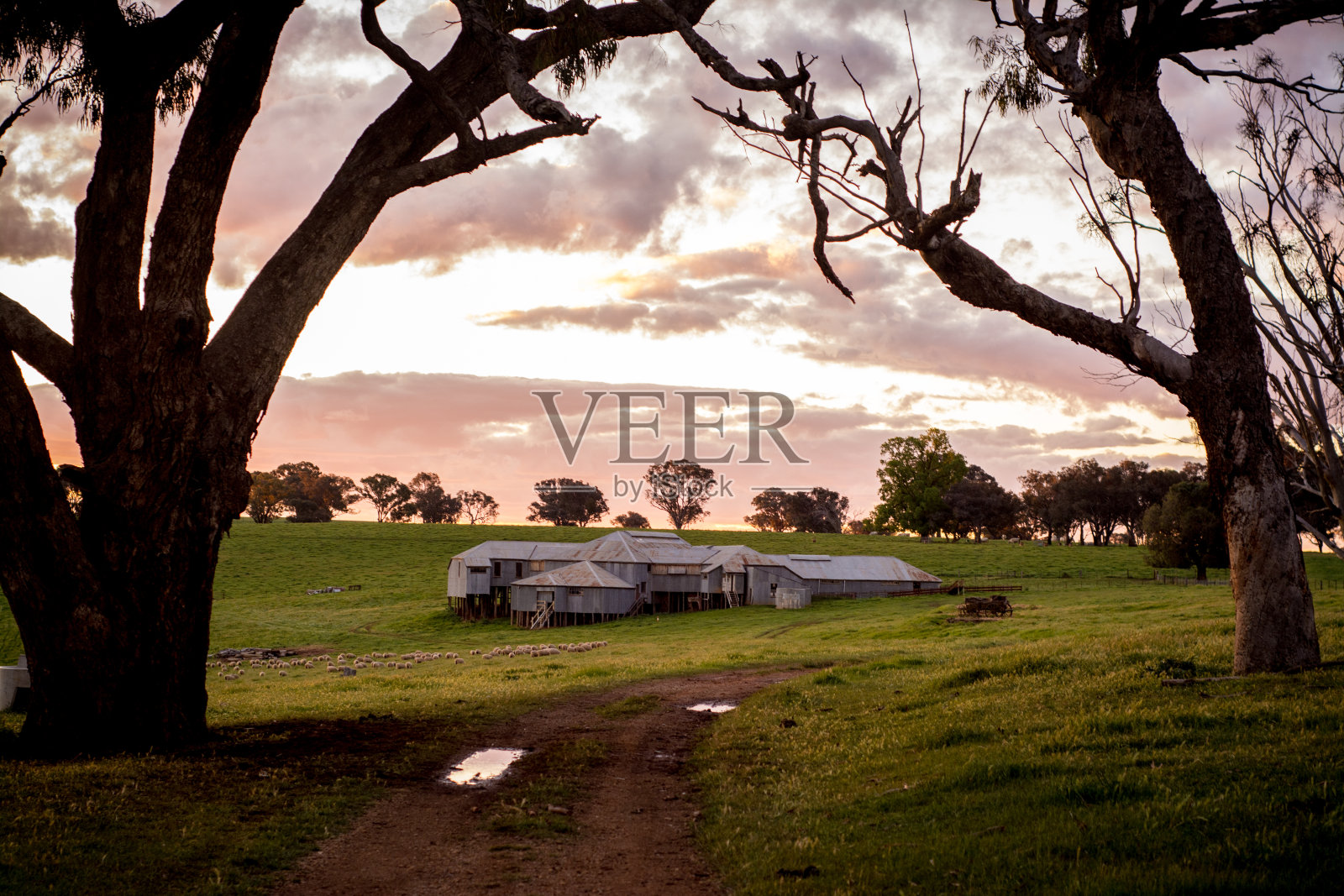 旧剪羊毛棚照片摄影图片