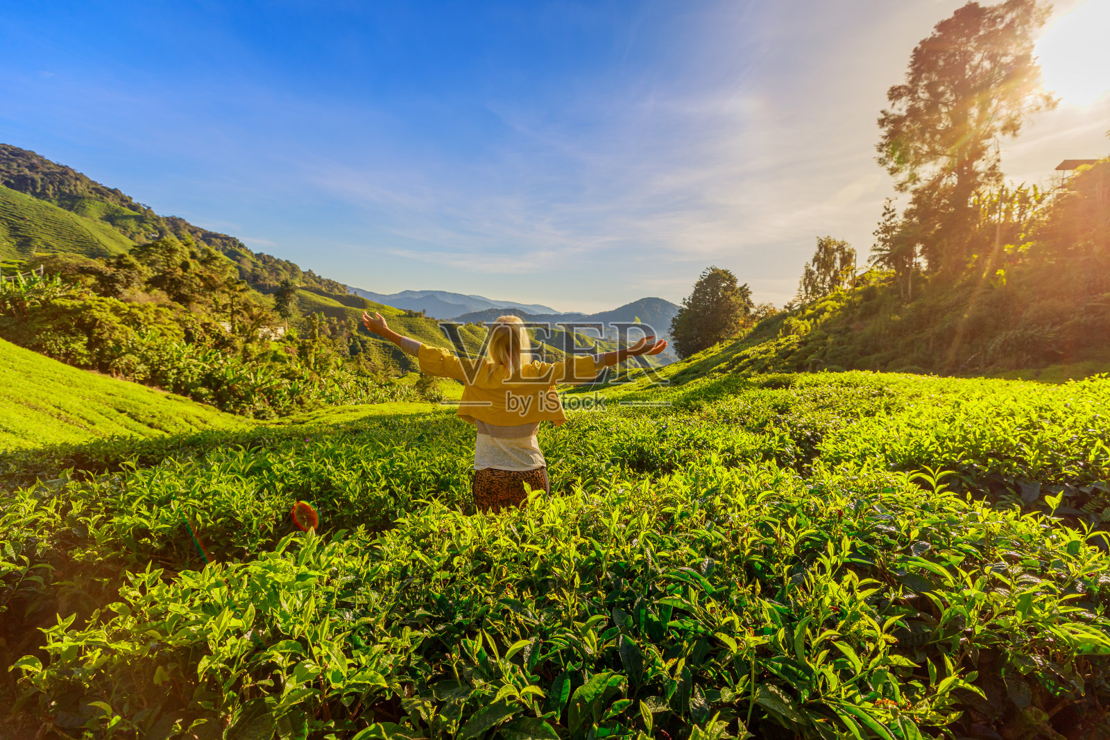 马来西亚金马伦高地的茶园照片摄影图片