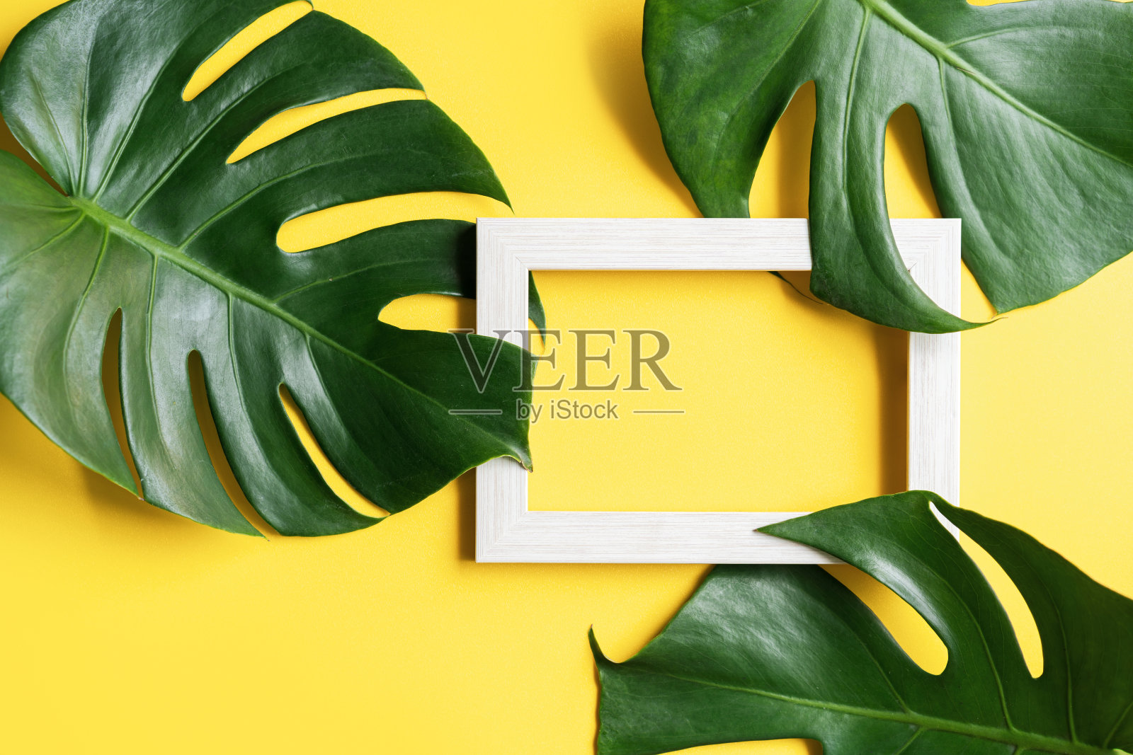 热带绿叶与彩色背景与复制空间相框，俯视图照片摄影图片