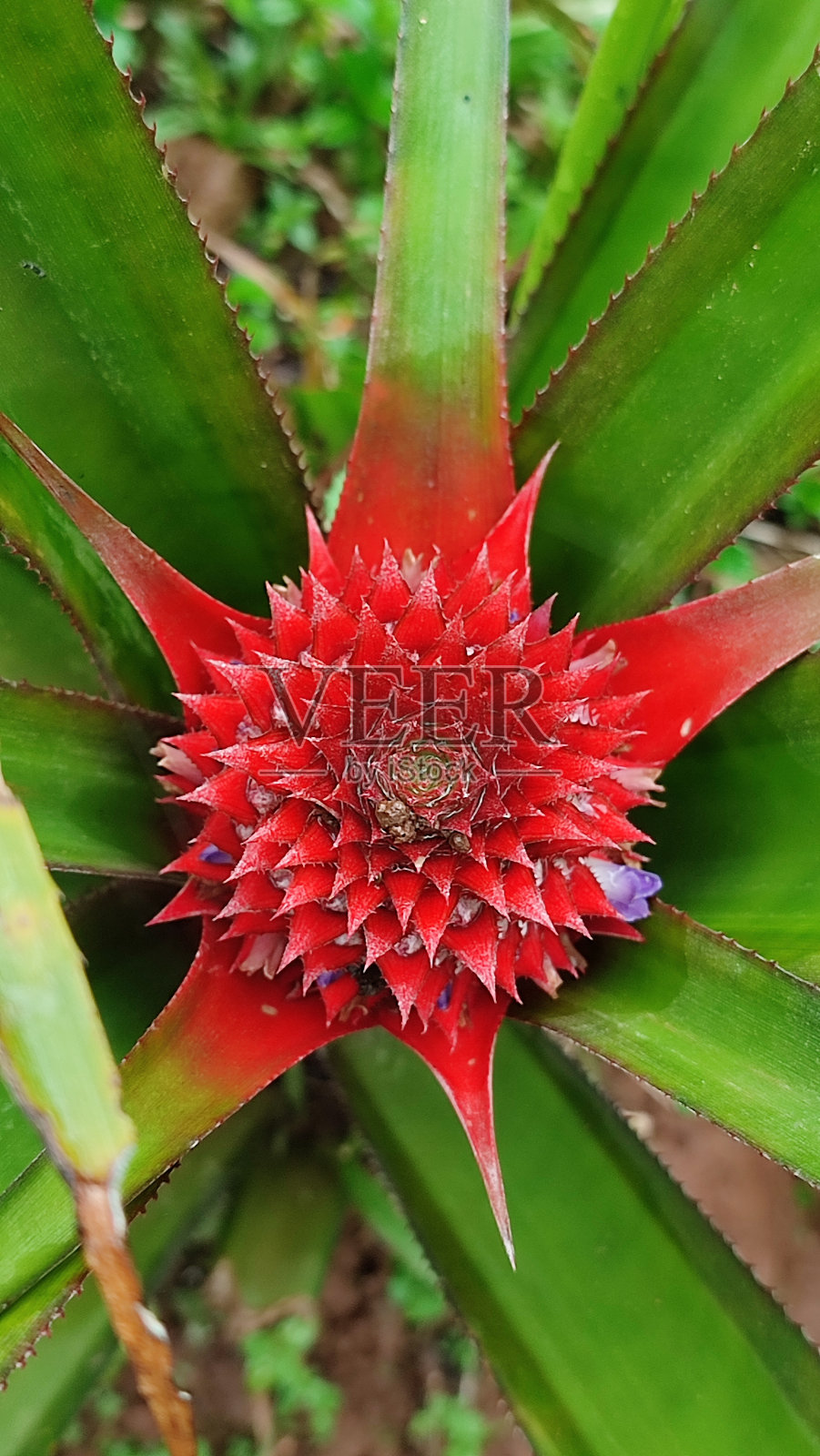 红菠萝照片摄影图片