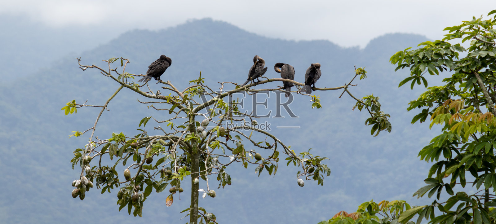 Photograph of a Neotropic cormorant. The bird was found on the beach of Caraguatatuba in São Paulo, Brazil.照片摄影图片