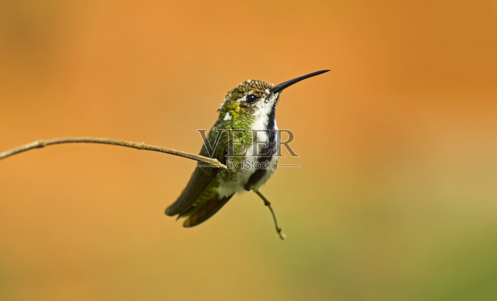 黑喉芒果，在橙色和绿色模糊背景照片摄影图片
