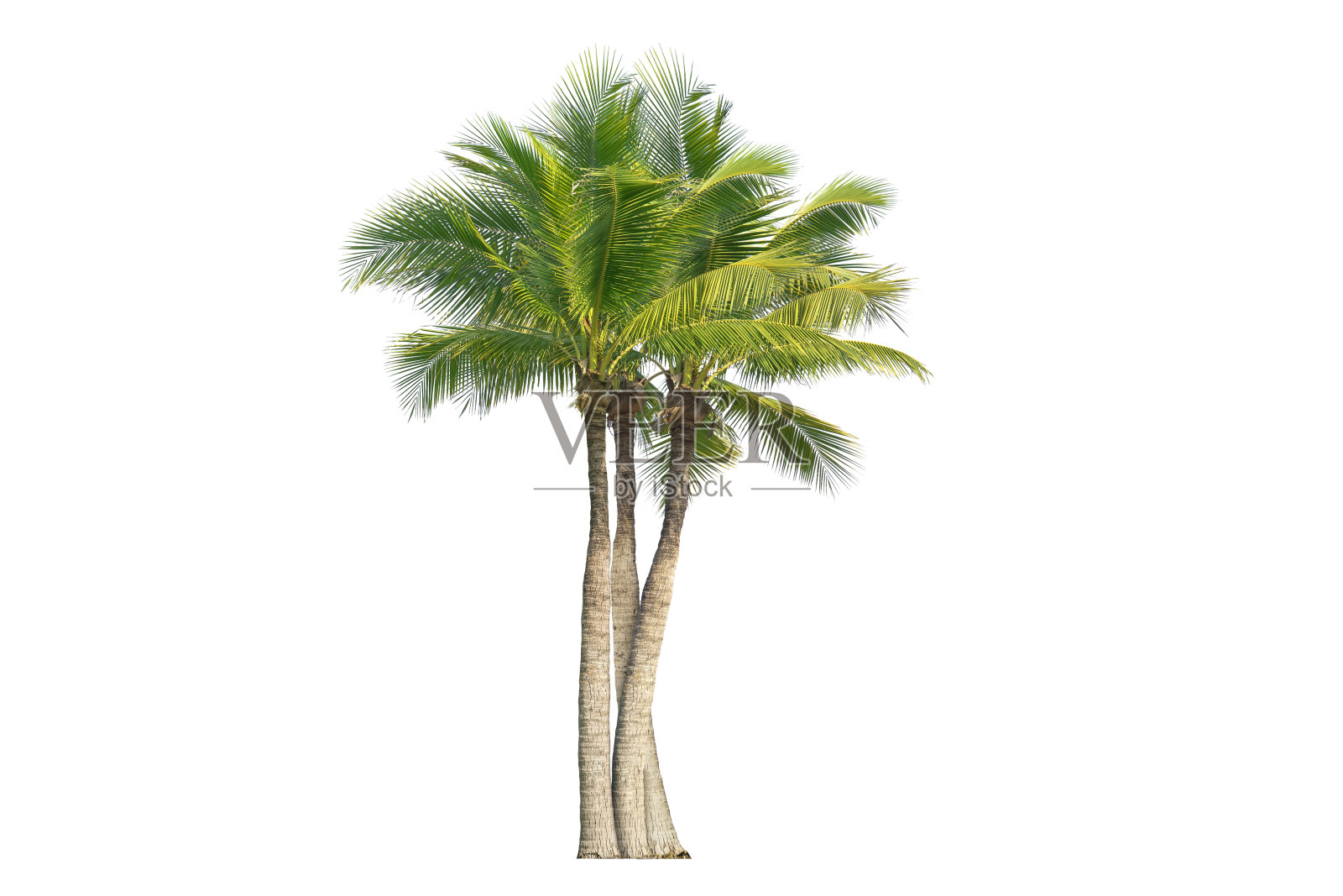 椰子树。照片摄影图片