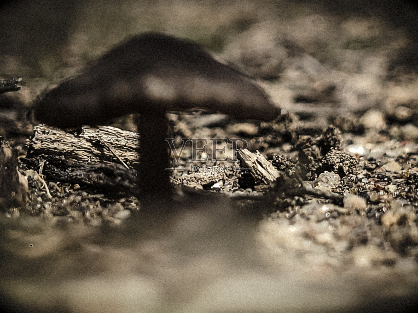 《暮光之城》的蘑菇照片摄影图片