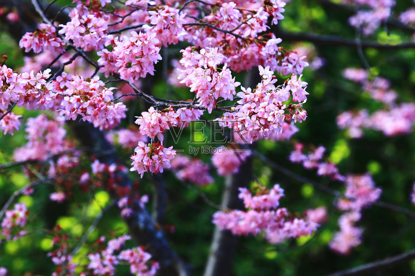 盛开的樱花照片摄影图片