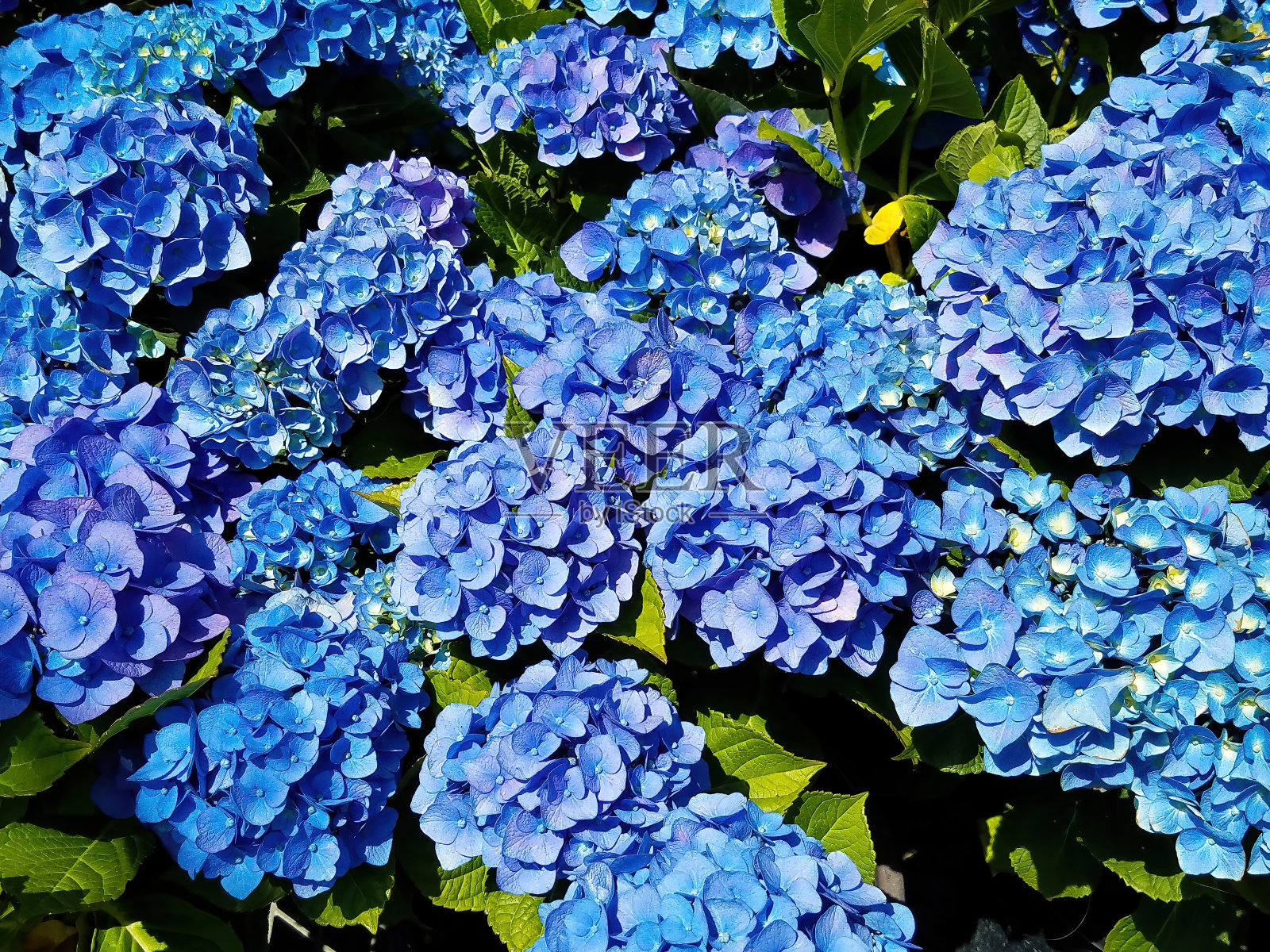 蓝色绣球花的背景照片摄影图片