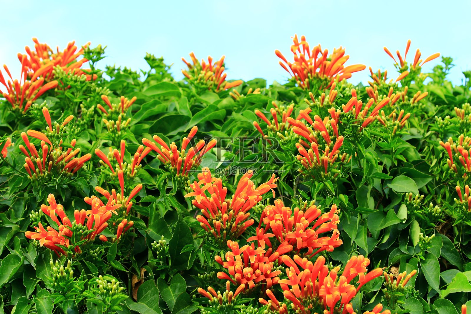 火焰喇叭(鞭炮藤，橙喇叭藤)花与蓝色的天空背景照片摄影图片