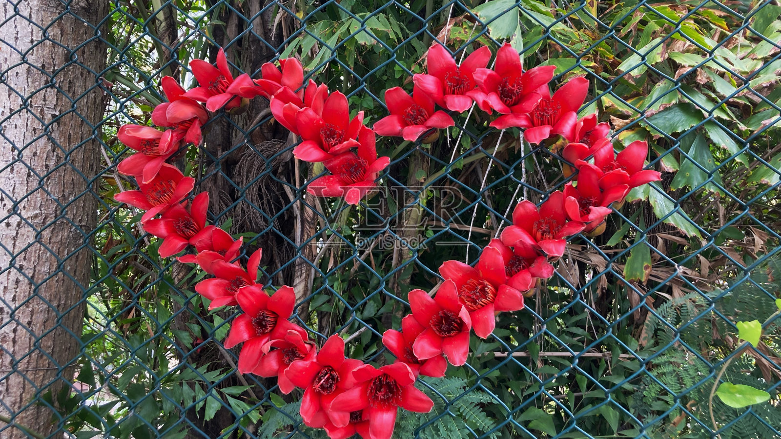 木棉花照片摄影图片