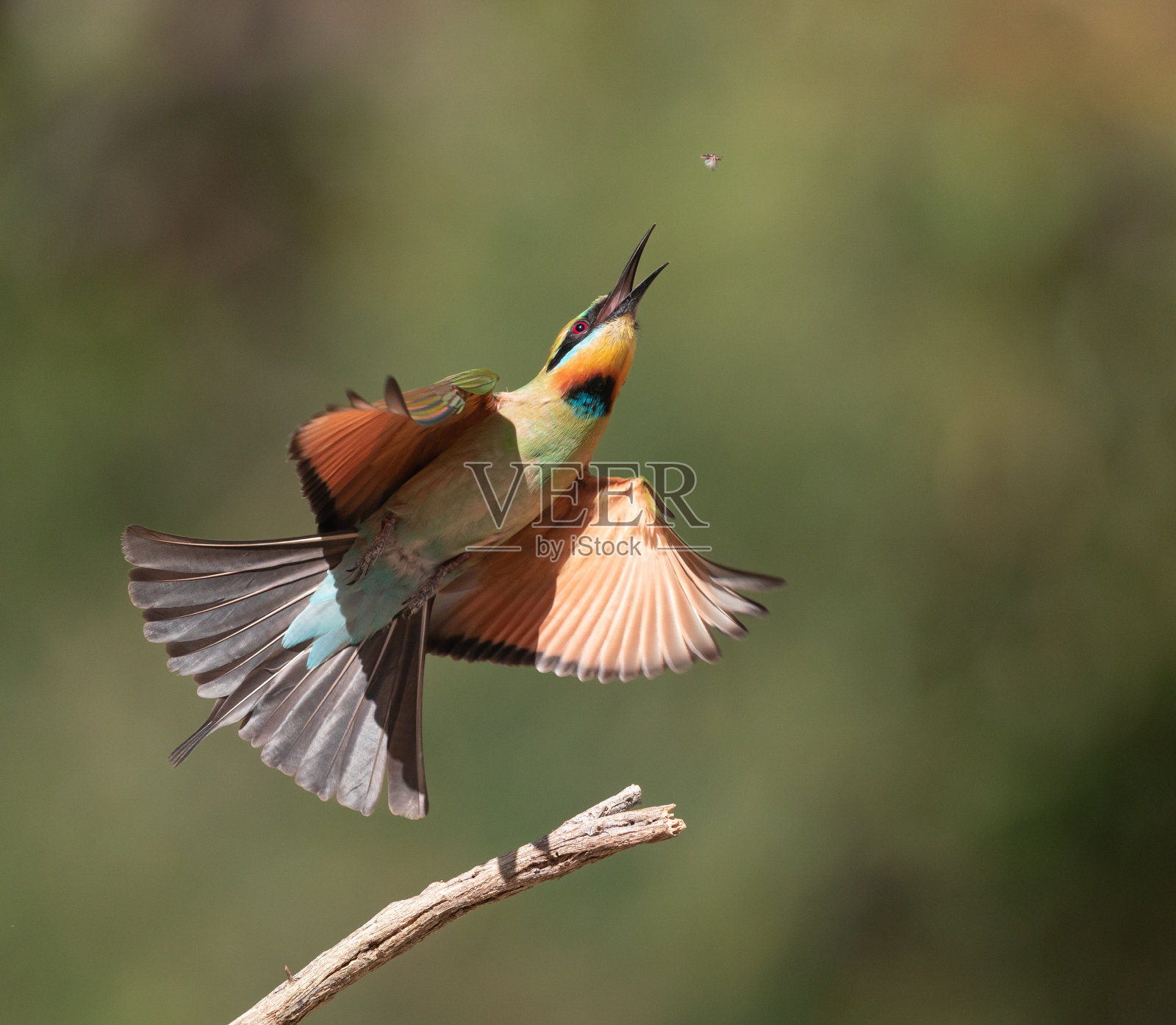 彩虹食蜂鸟照片摄影图片