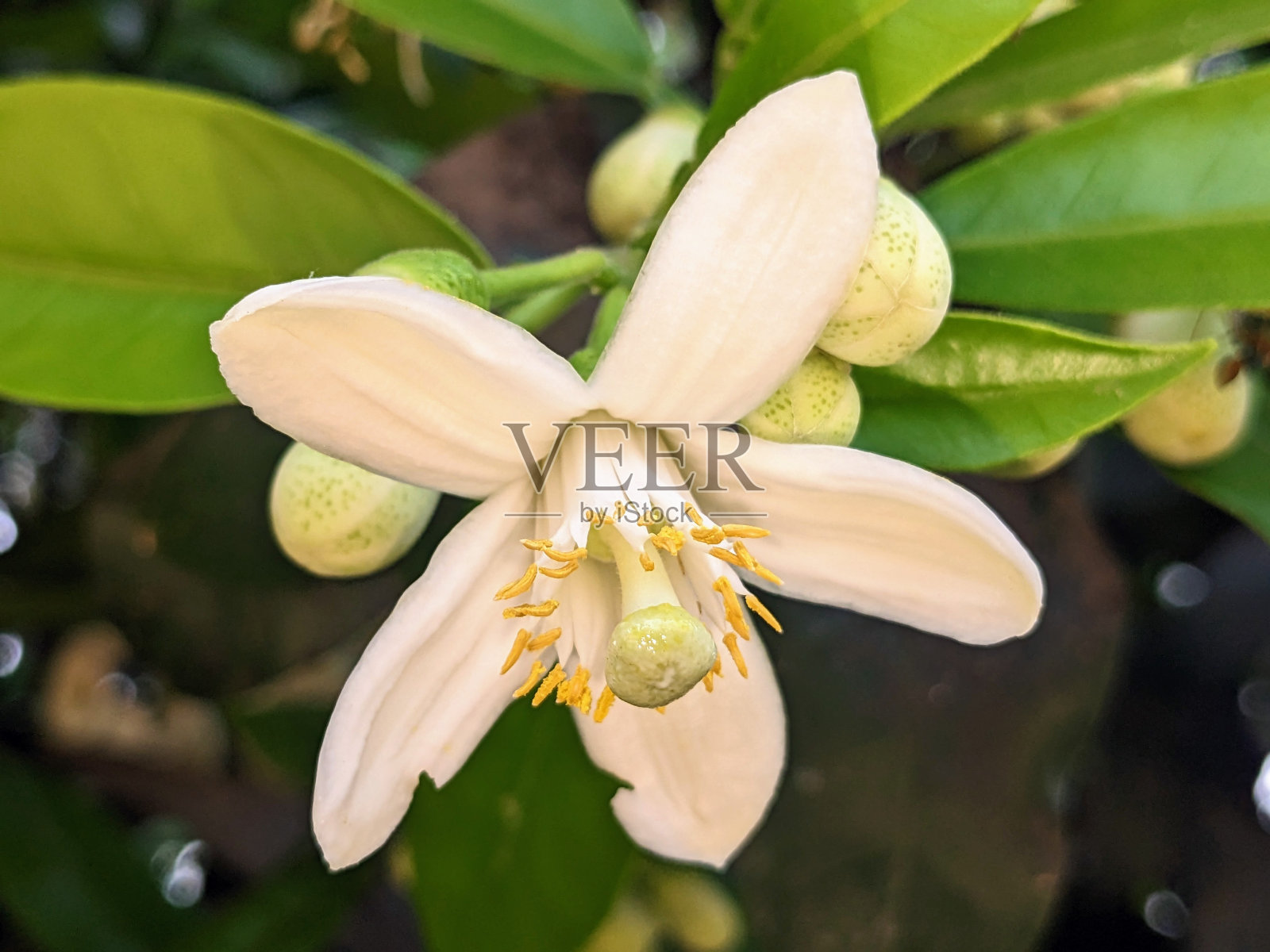 柑橘最大照片摄影图片