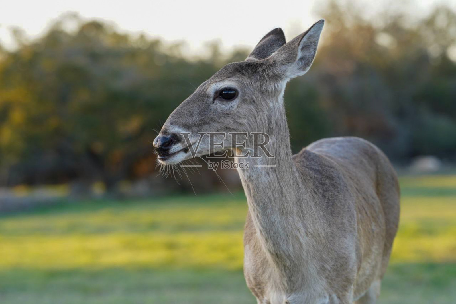 田野里的狍子照片摄影图片