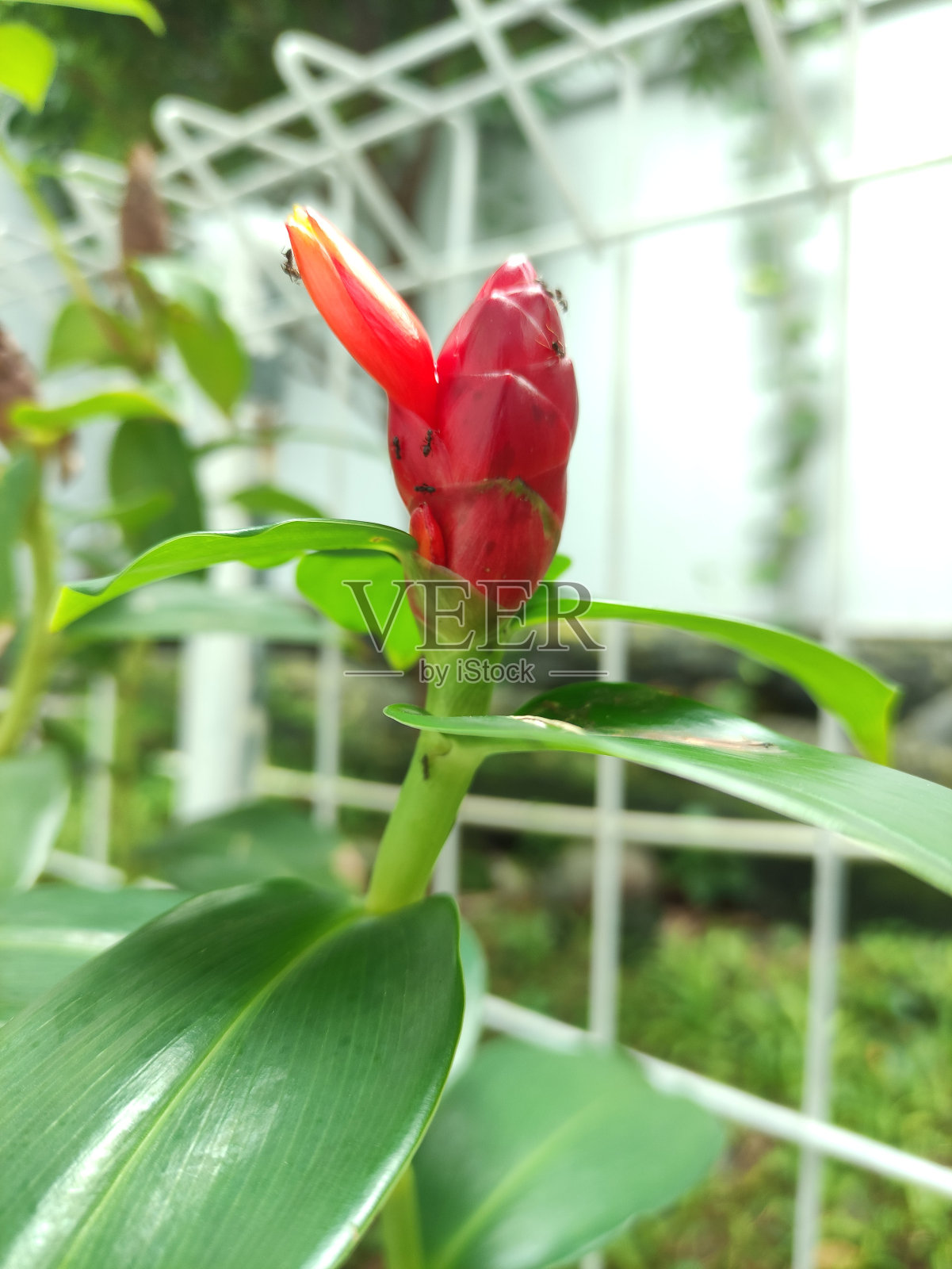 木香是一种药用植物。这些花是暗红色的照片摄影图片
