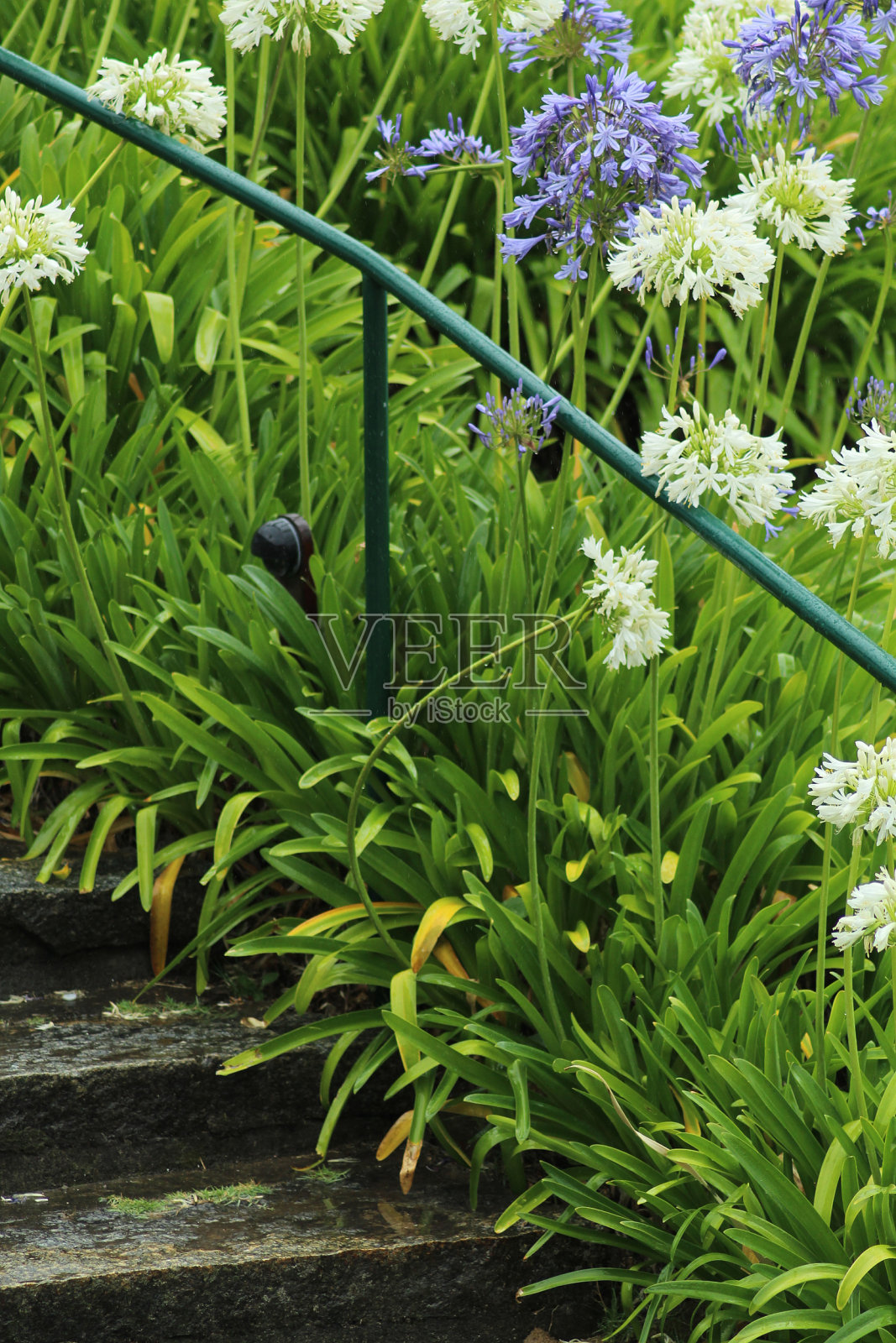 绿色照片摄影图片