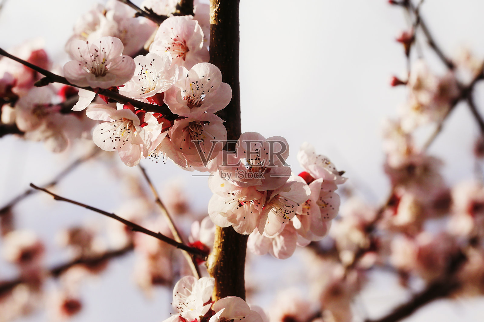 自然风光与樱花树之间的春天照片摄影图片