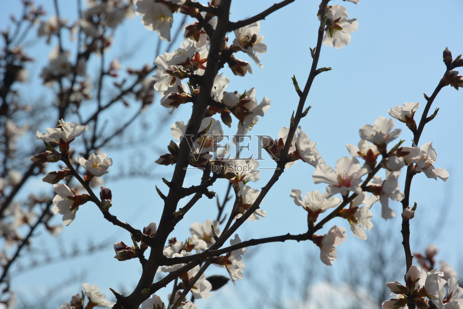 特伦蒂诺/上阿迪杰的核果花照片摄影图片