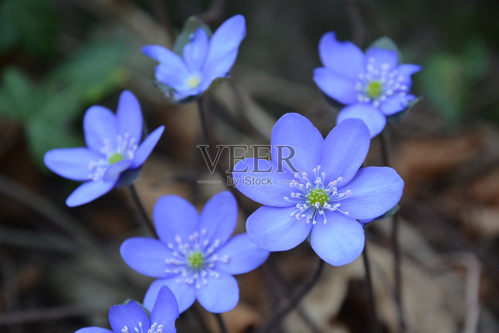 Hepatica弗劳尔照片摄影图片