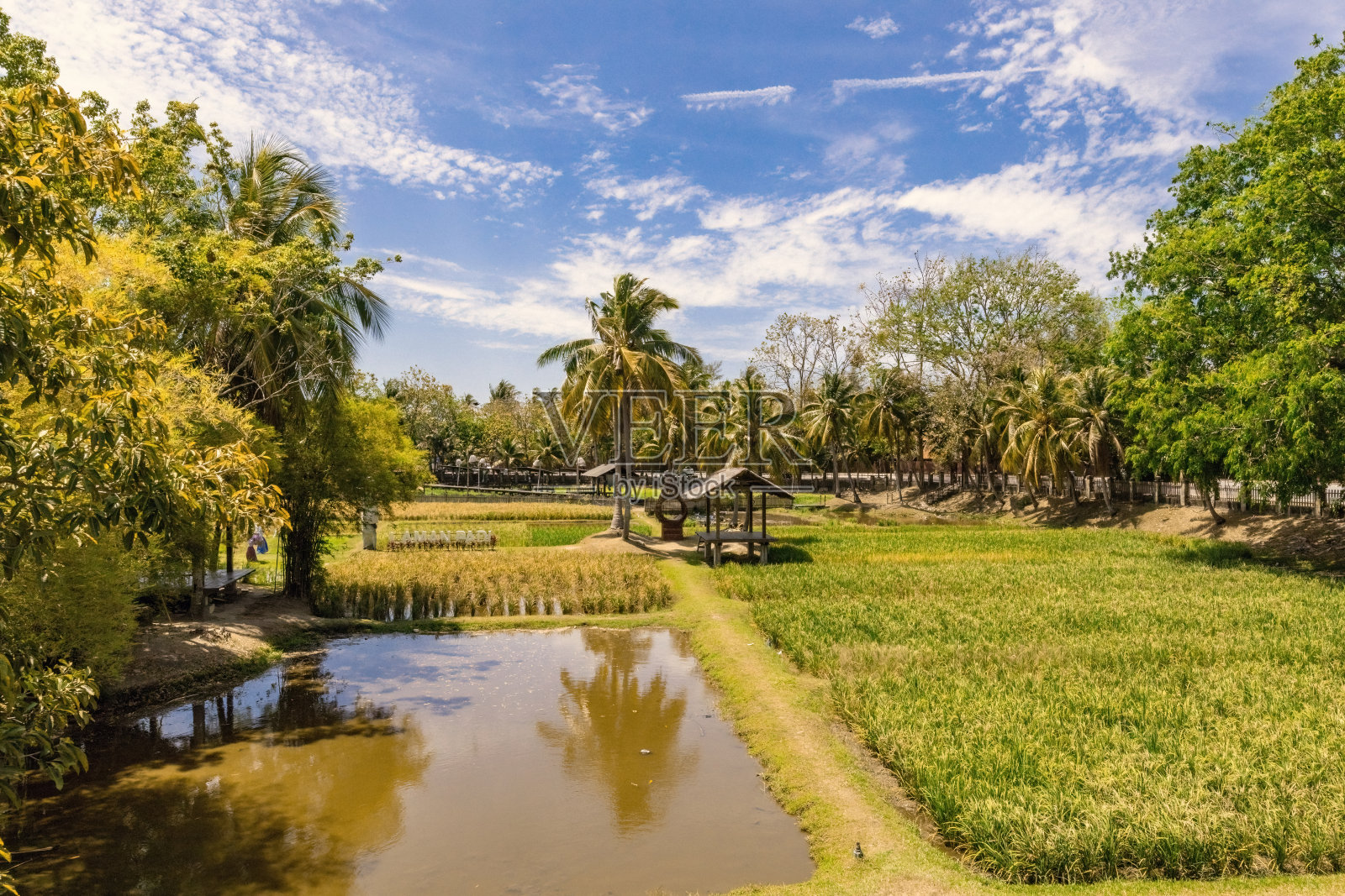 马来西亚朗维叶南水稻田里的美丽水稻景观照片摄影图片