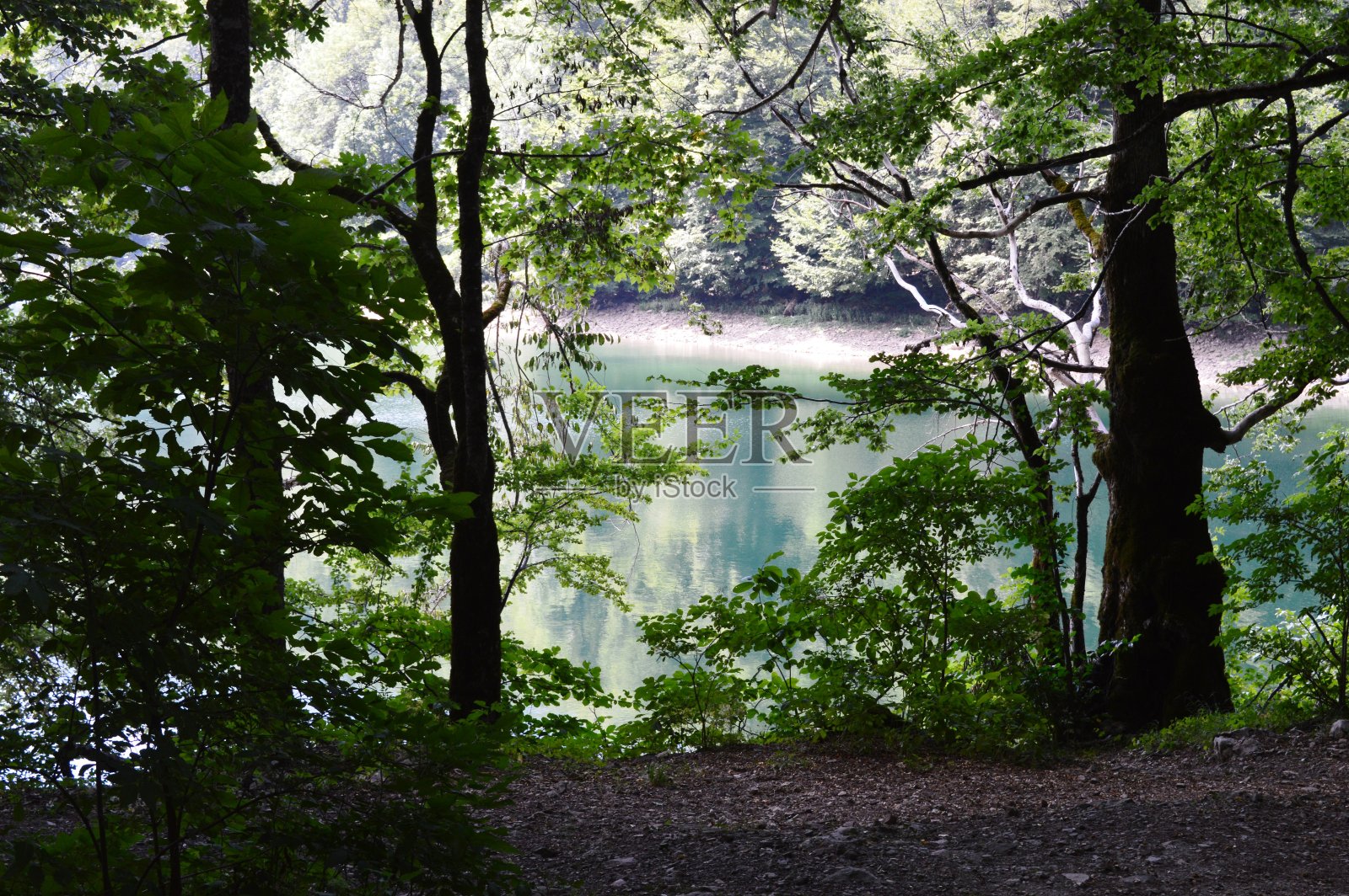 有许多树枝的大树照片摄影图片