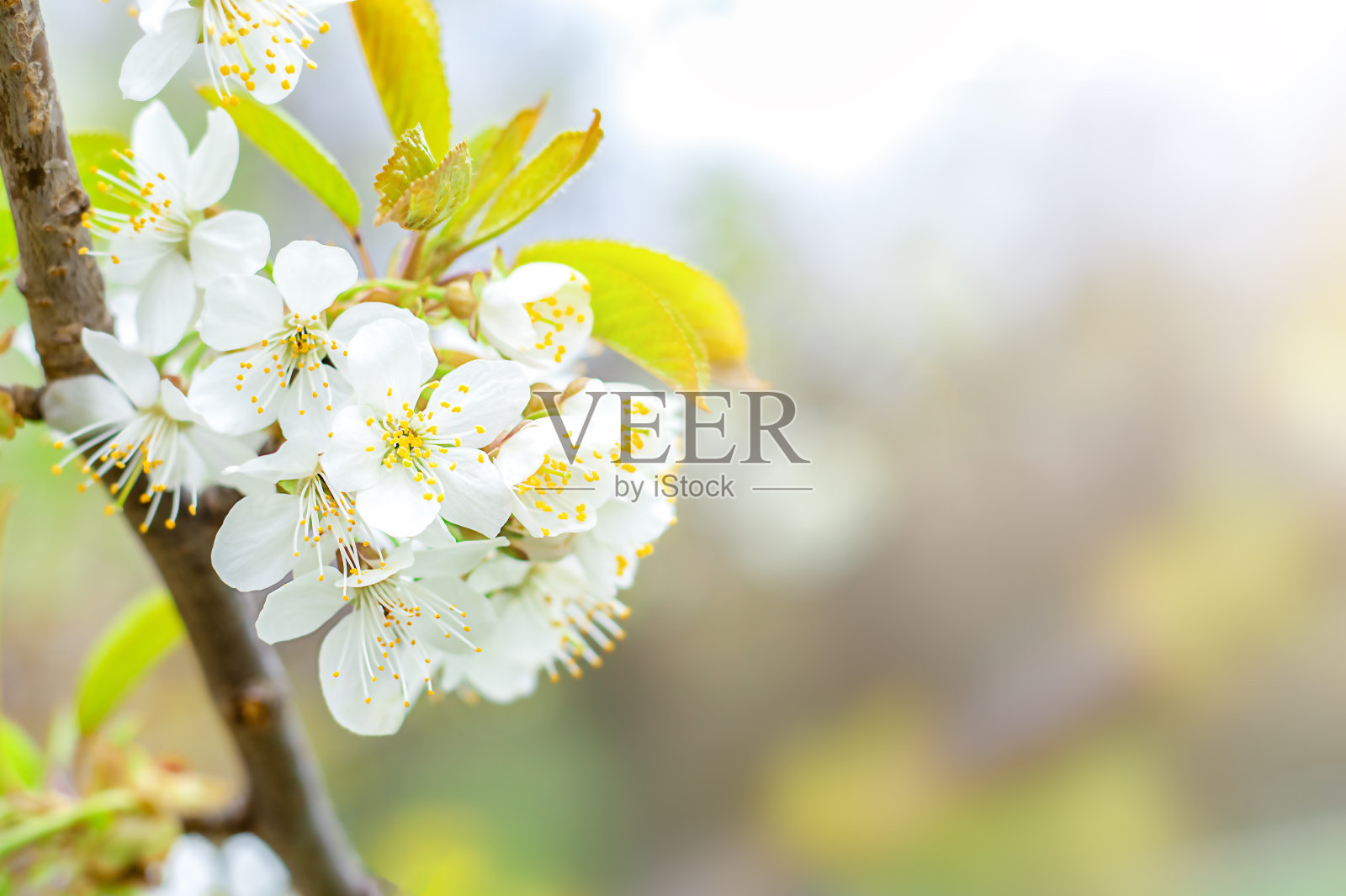 白色的樱桃花在模糊的自然背景上。有选择性的重点照片摄影图片