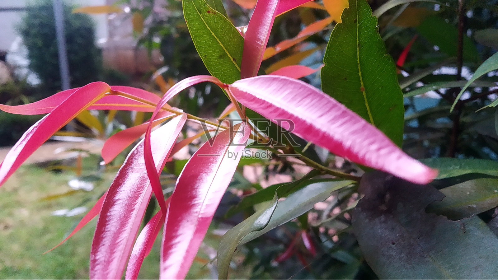 山上长着美丽的小红花，山上长着美丽的小红植物。景观风格照片摄影图片