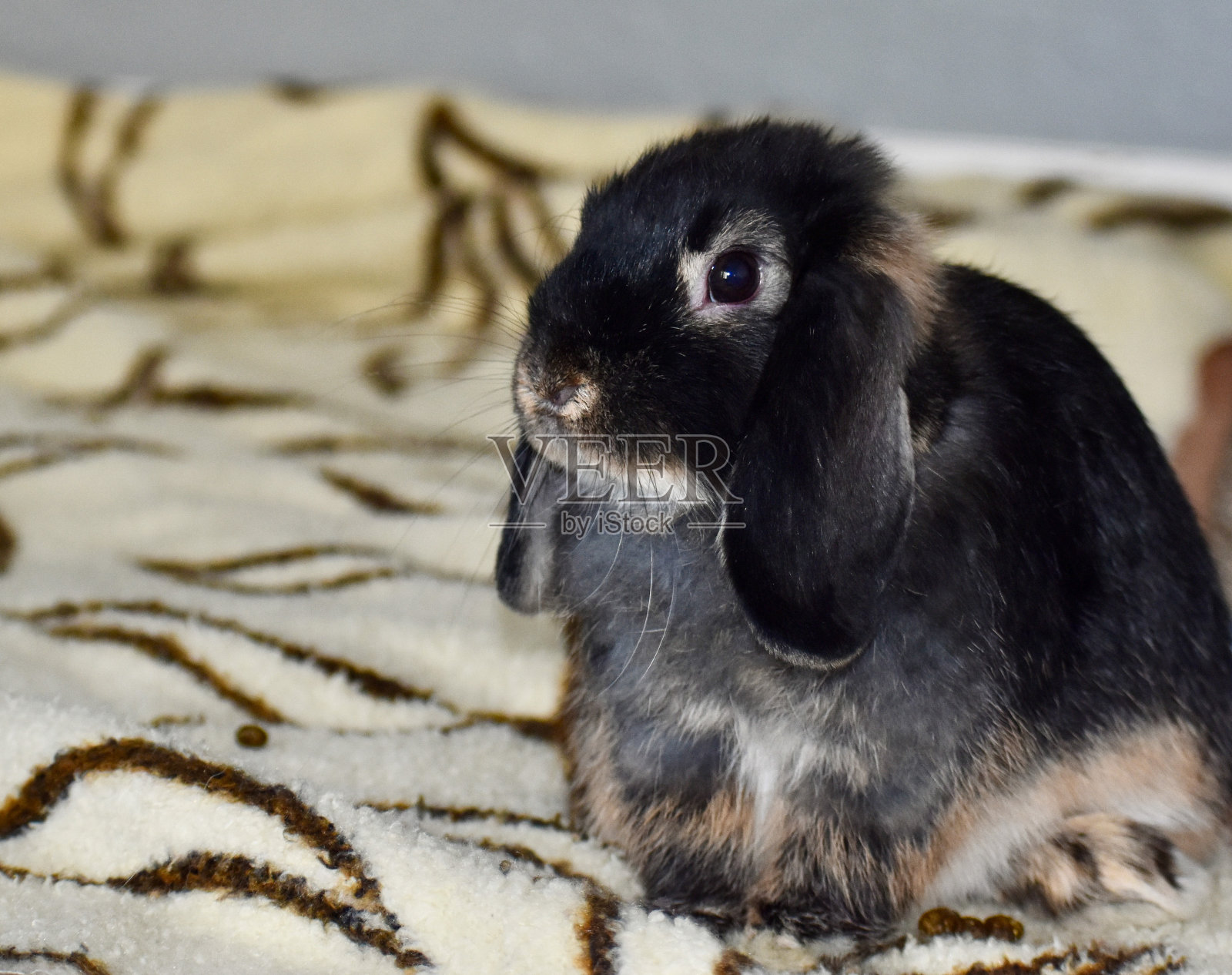 可爱的兔子，耷拉着耳朵坐着照片摄影图片