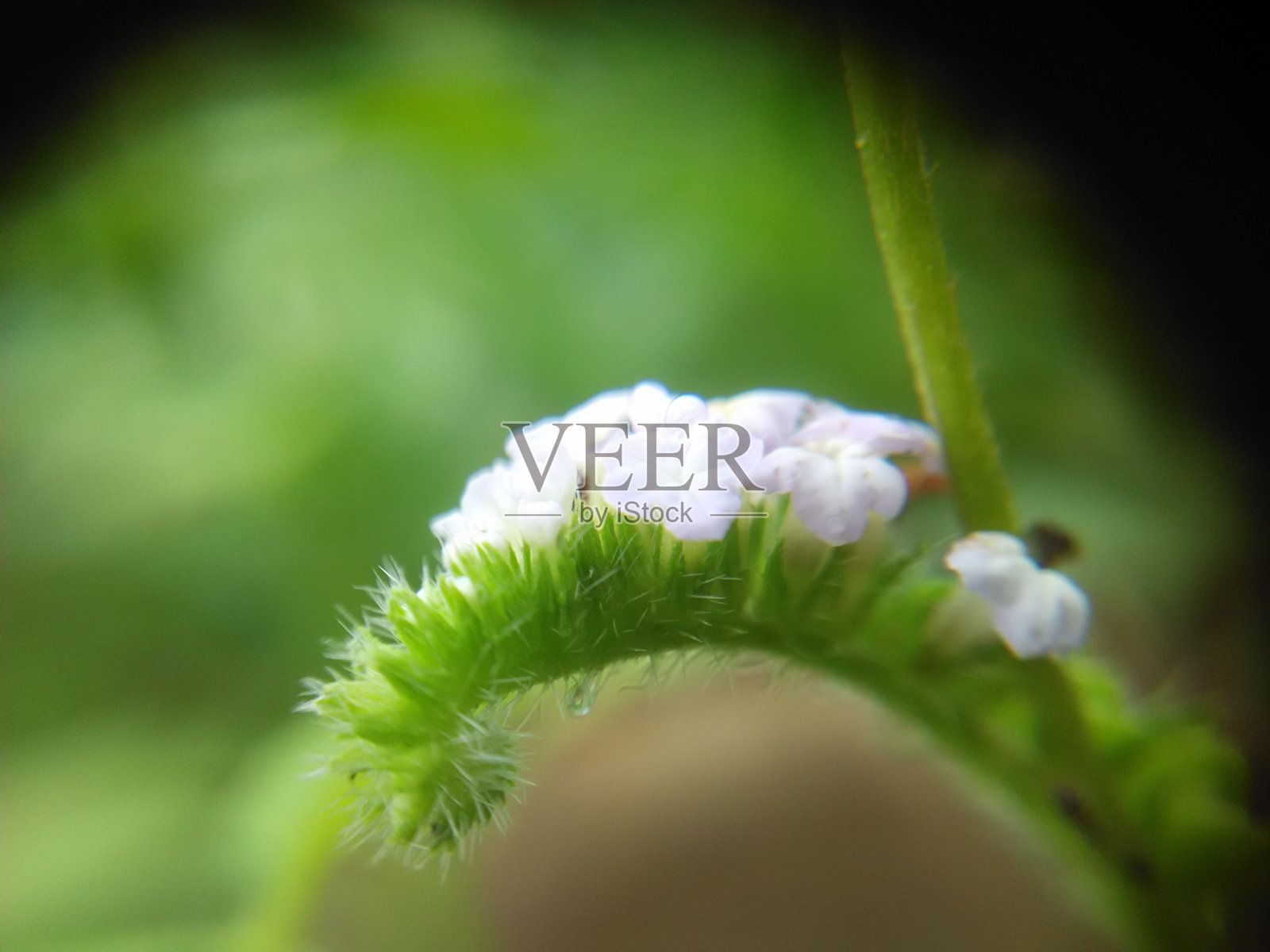 天竺葵，俗称印度天竺葵。野生和美丽的花。照片摄影图片