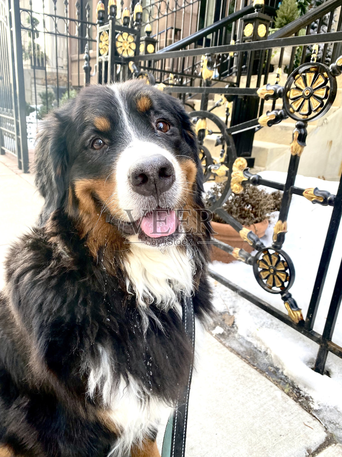 宠物狗照片摄影图片