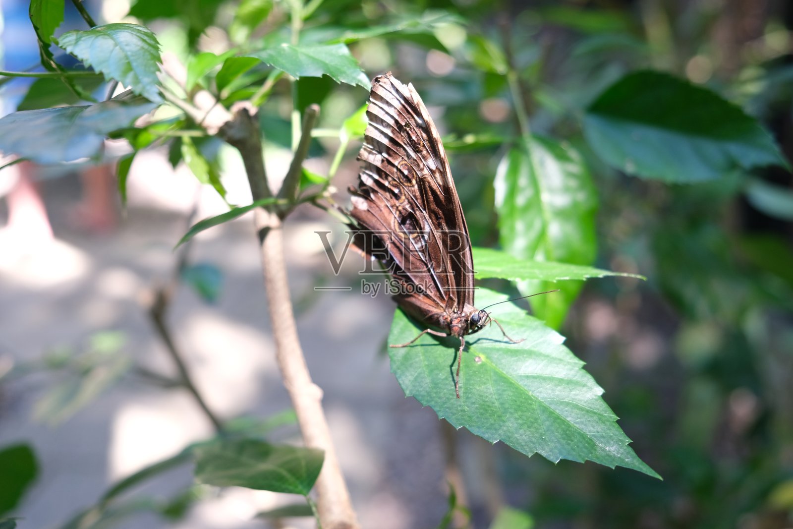萤火虫形态照片摄影图片