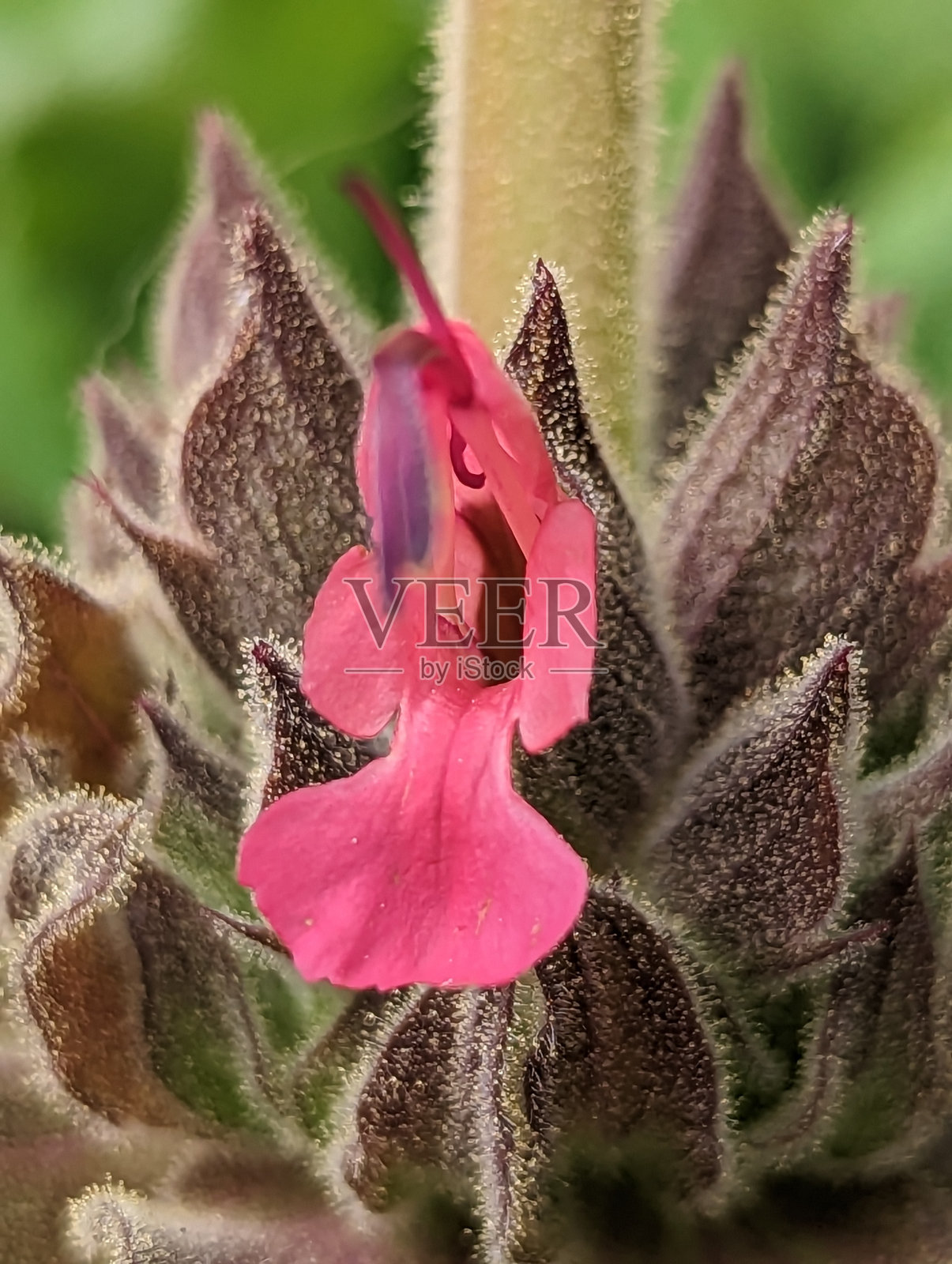 鼠尾草鼠尾草鼠尾草鼠尾草鼠尾草鼠尾草鼠尾草鼠尾草鼠尾草鼠尾草鼠尾草鼠尾草照片摄影图片