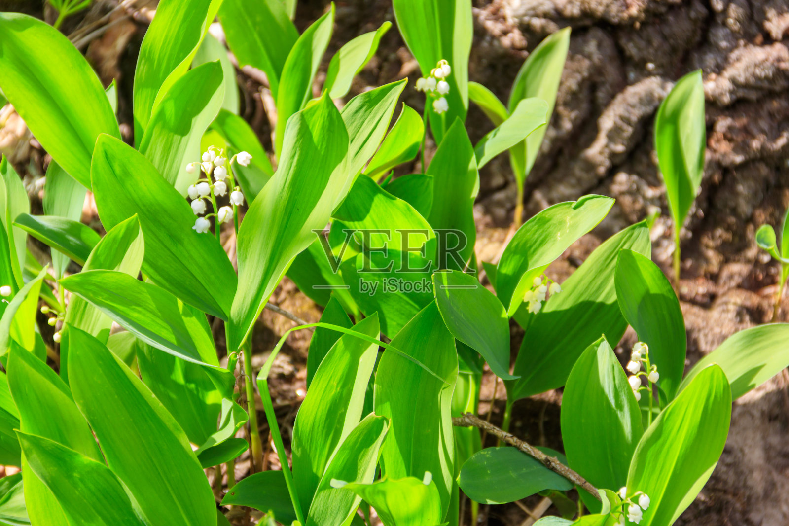 铃兰(铃兰属):春天在森林中开白色花照片摄影图片