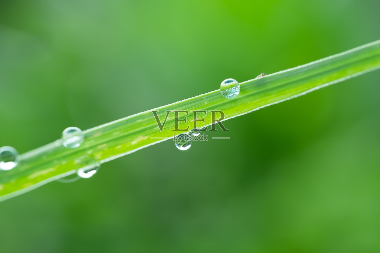 清晨树叶上的露珠照片摄影图片