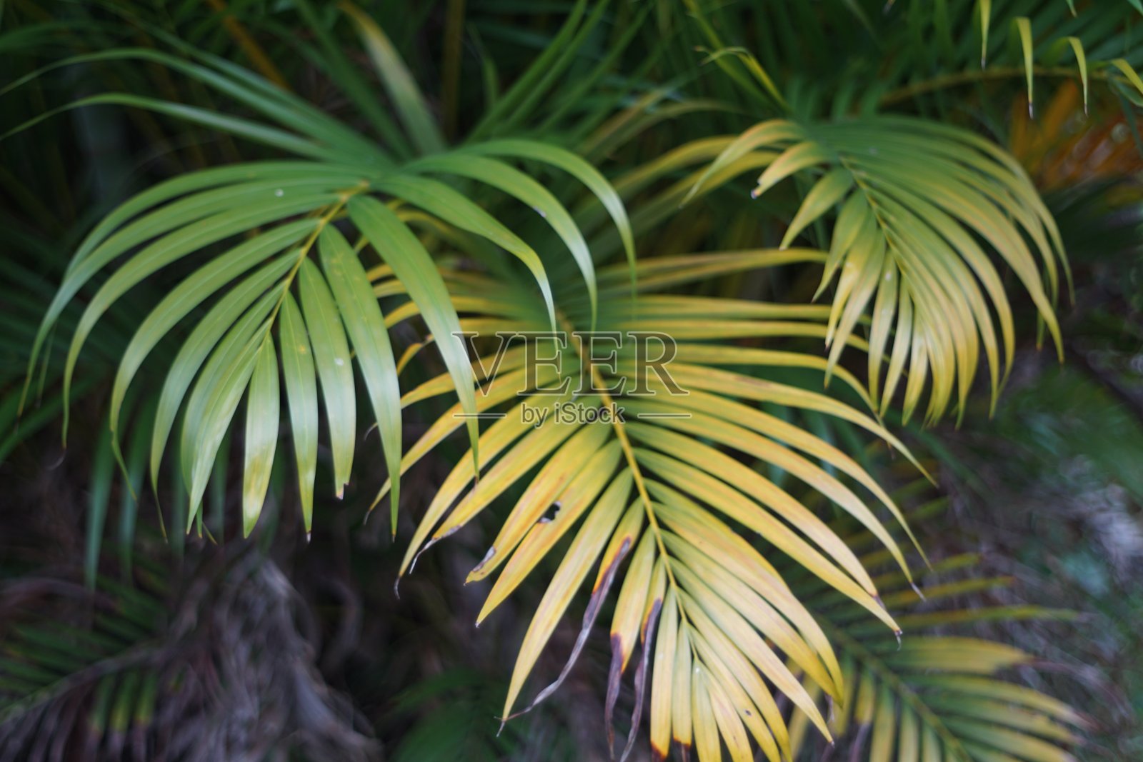 槟榔叶照片摄影图片