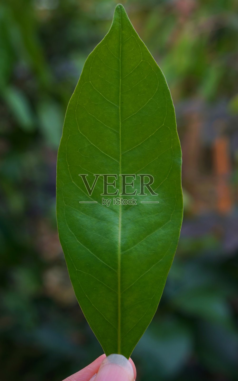 叶子的照片照片摄影图片