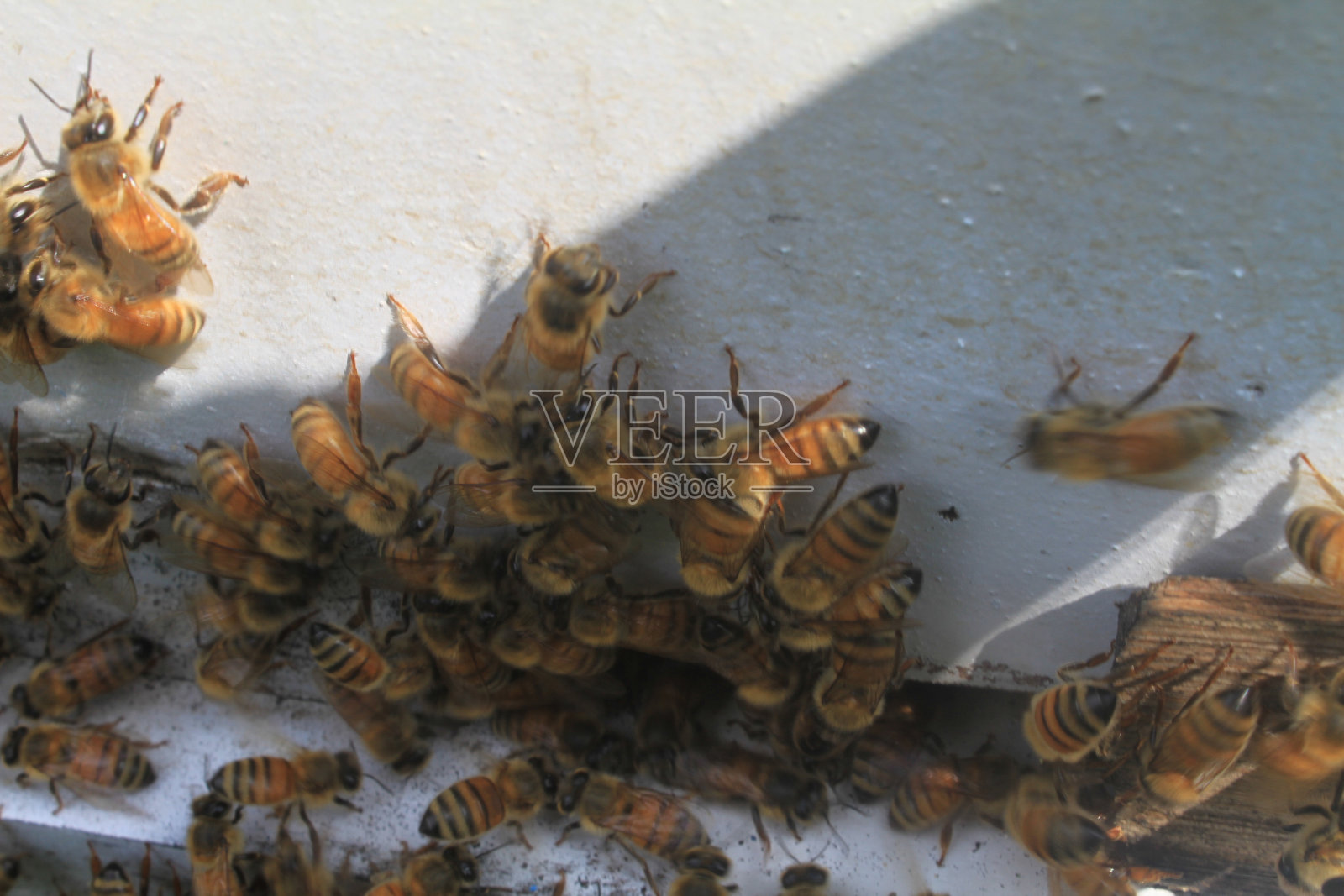 蜂群照片摄影图片