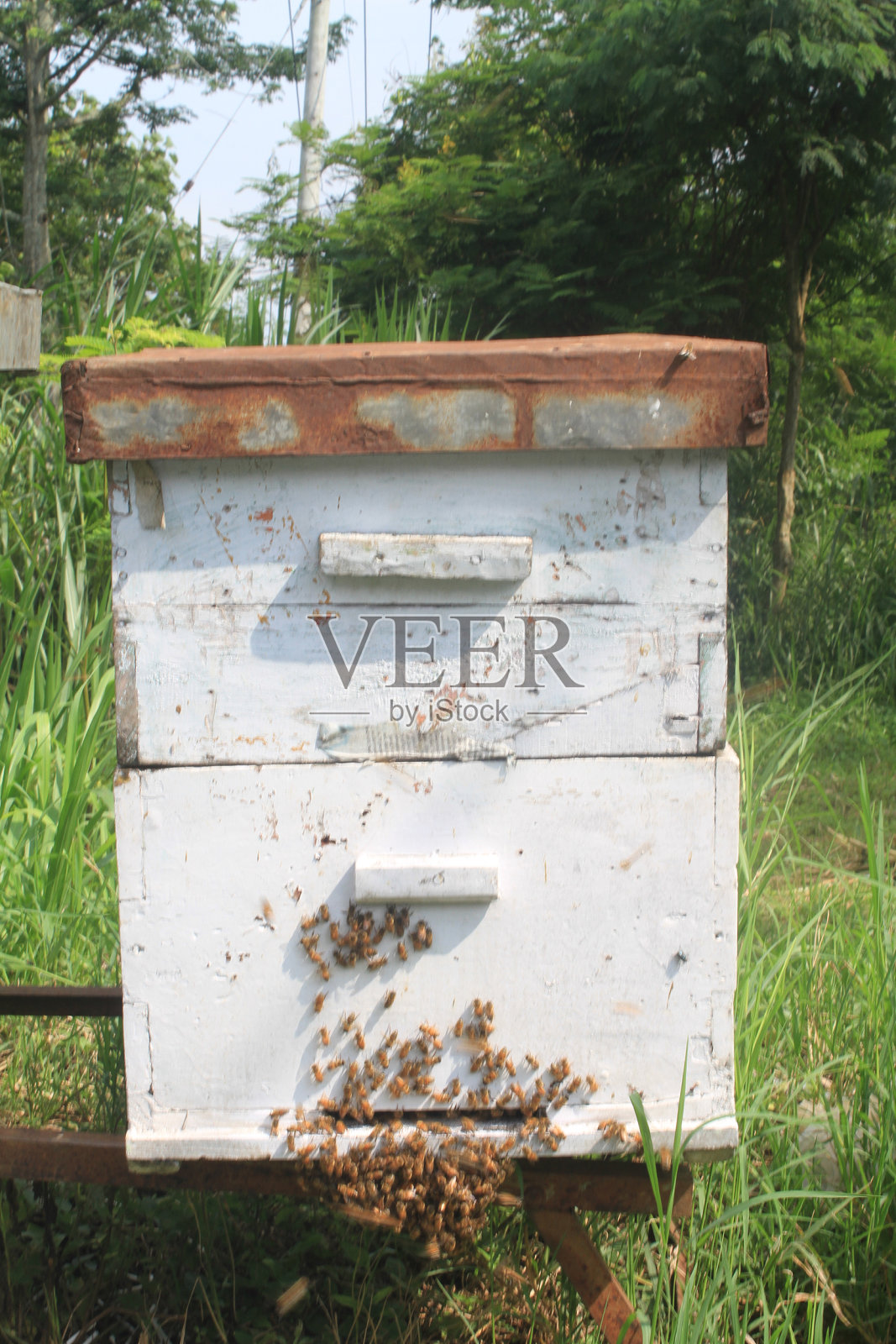 蜂巢照片摄影图片