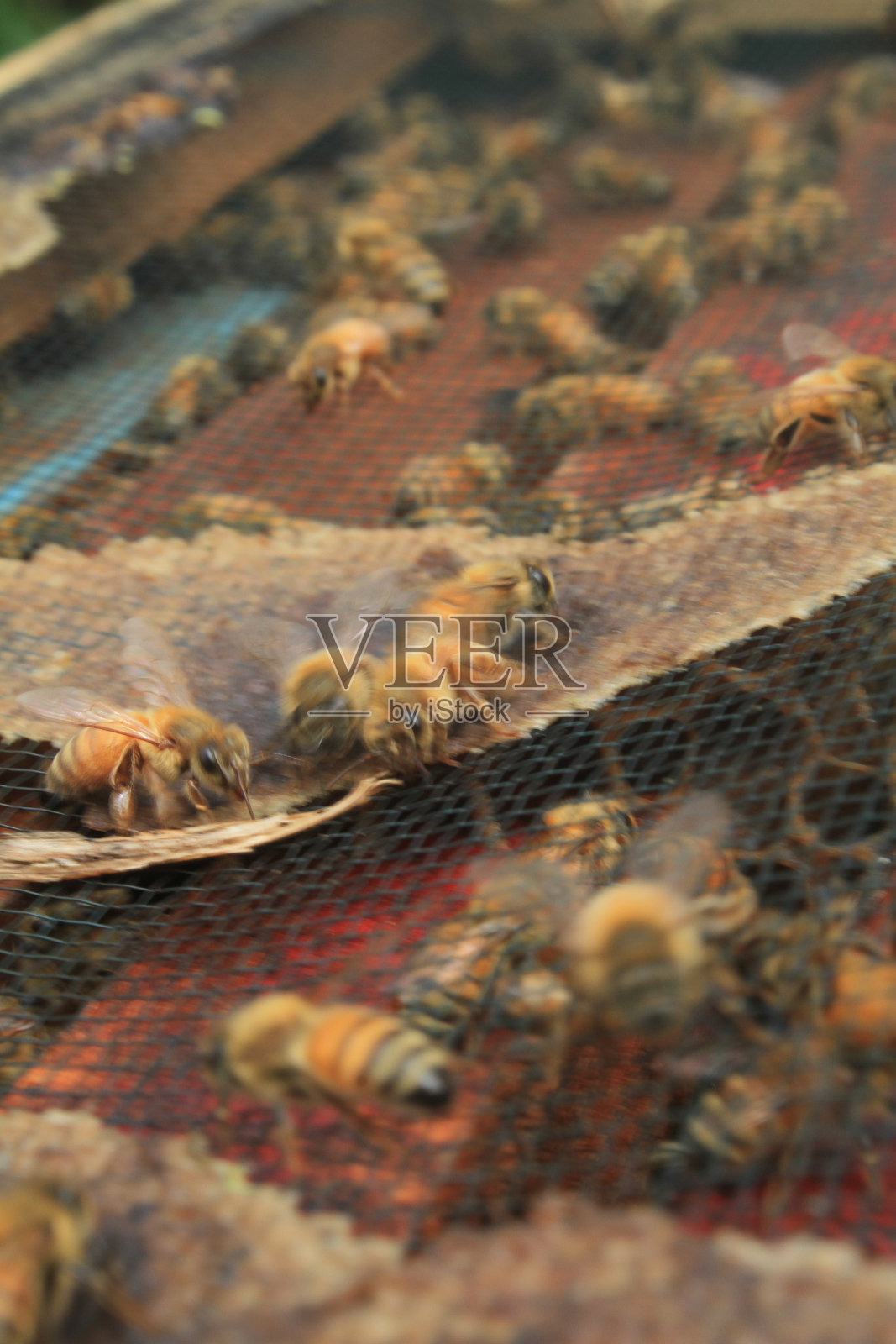 蜂群照片摄影图片