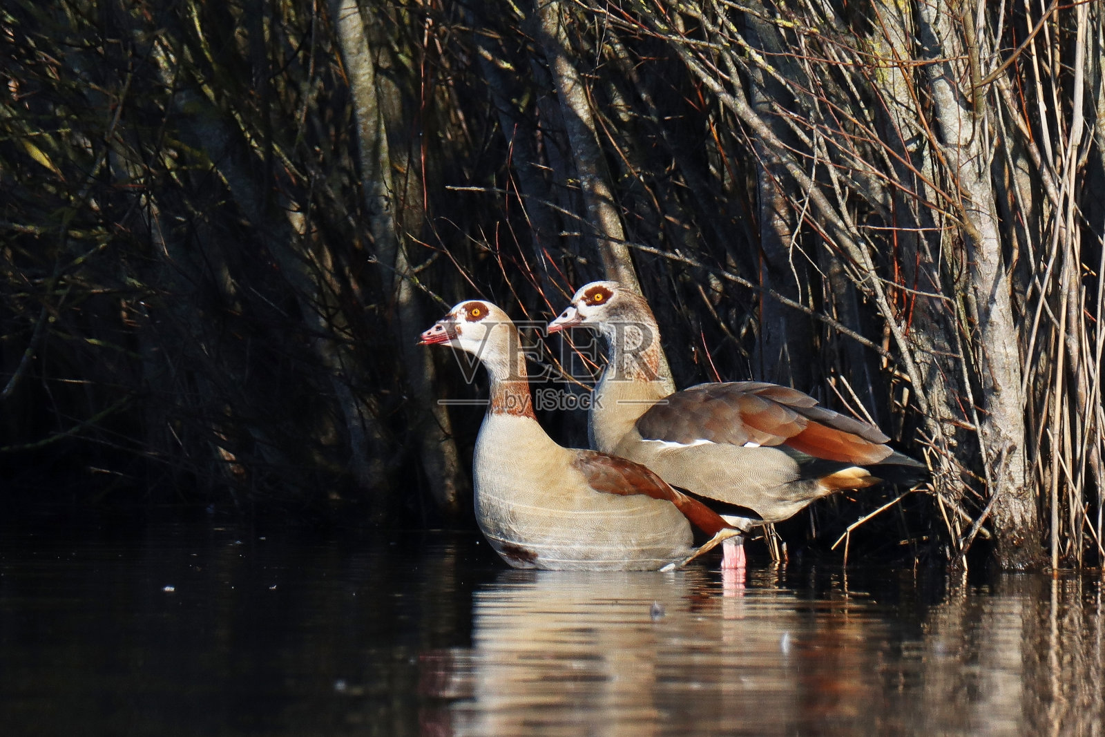 埃及鹅（埃及鹅）。照片摄影图片