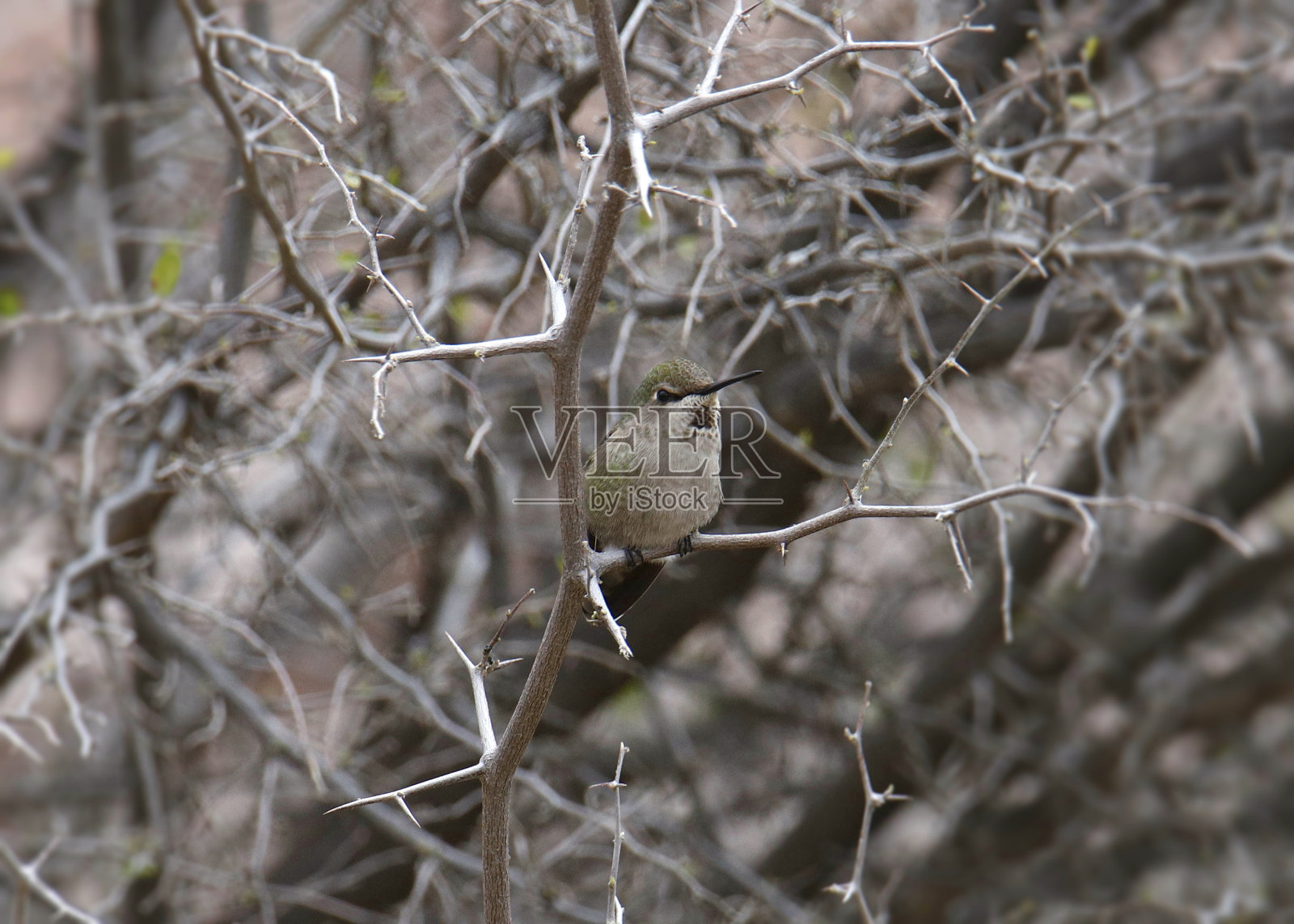安娜的蜂鸟(雌性)(calypte Anna)栖息在一丛光秃秃的树枝上照片摄影图片
