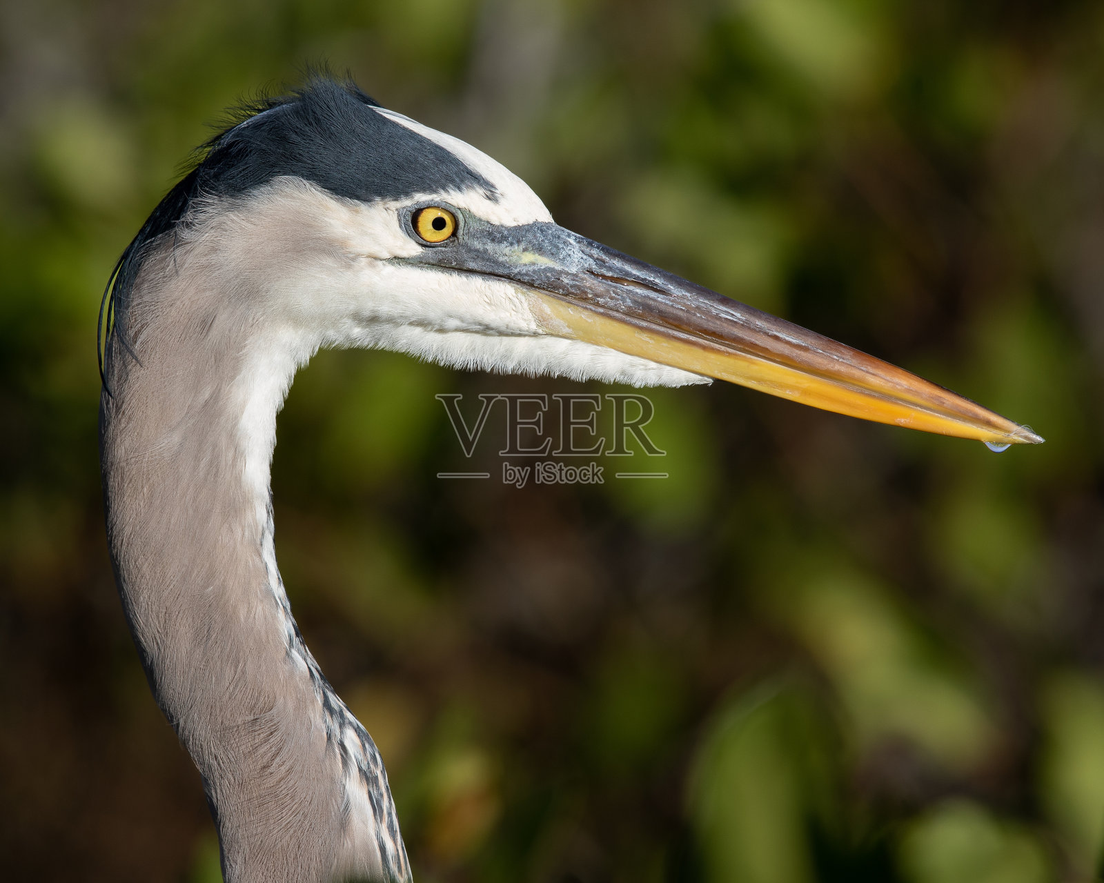 大蓝鹭照片摄影图片